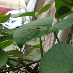 Telebasis collopistes