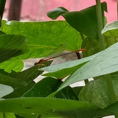 Telebasis collopistes