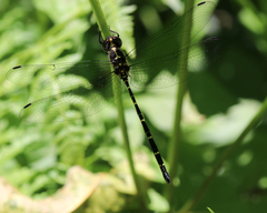 Eusynthemis nigra