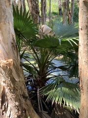 Trachycarpus fortunei