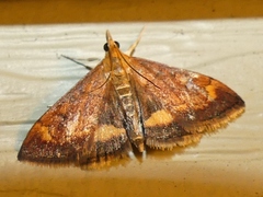 Pyrausta californicalis