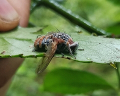 Entomophthoromycetes