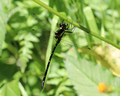 Eusynthemis nigra