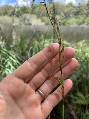 Baloskion tetraphyllum
