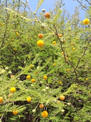 Vachellia aroma