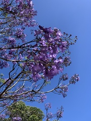 Jacaranda mimosifolia