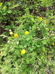 Vachellia aroma