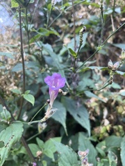 Strobilanthes atropurpurea