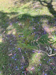 Jacaranda mimosifolia