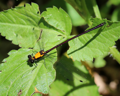 Austroargiolestes chrysoides