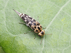 Glipa malaccana