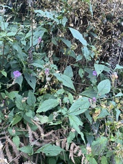 Strobilanthes atropurpurea
