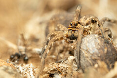 Lycosa tarantula