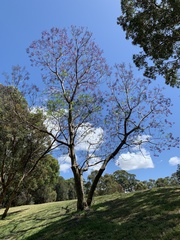 Jacaranda mimosifolia
