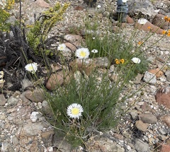 Plectocephalus chilensis