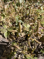 Elsholtzia strobilifera