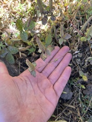 Elsholtzia strobilifera