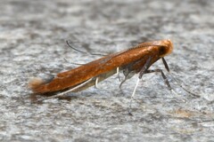 Caloptilia invariabilis
