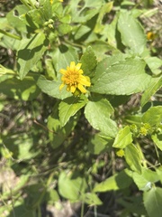 Wollastonia