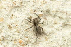 Menemerus taeniatus
