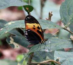 Heliconius hecale