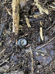 Ommatoiulus moreleti