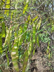 Senegalia praecox