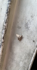Acentropinae