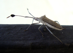 Chariesterus moestus