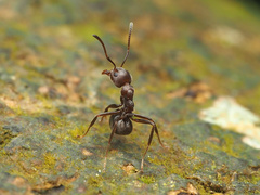 Dolichoderus thoracicus