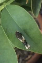 Papilionidae