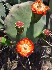 Opuntia quimilo