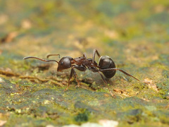 Dolichoderus thoracicus