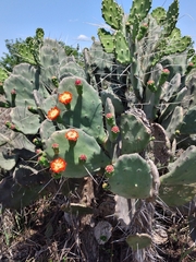 Opuntia quimilo