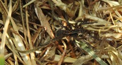 Alopecosa kochi
