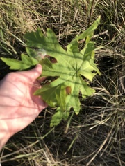 Napaea dioica