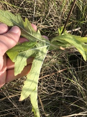 Napaea dioica
