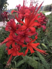 Nerine