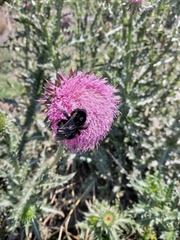 Bombus pauloensis