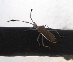 Chariesterus moestus