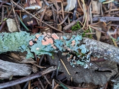 Aleurodiscus amorphus