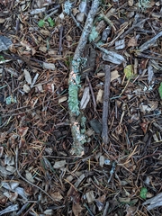 Aleurodiscus amorphus