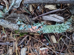 Aleurodiscus amorphus