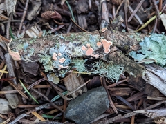 Aleurodiscus amorphus