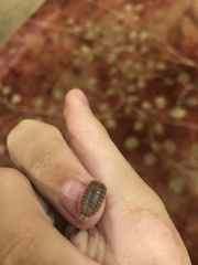 Porcellio dilatatus