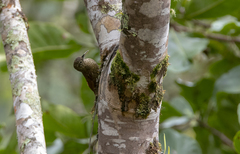 Xiphorhynchus triangularis