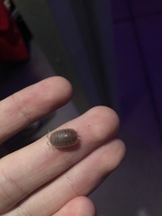 Porcellio dilatatus