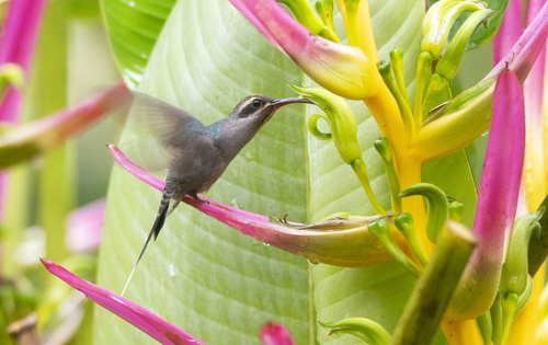 Phaethornis guy apicalis