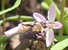 Melandrena