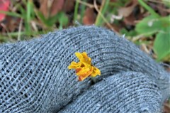 Scorzoneroides autumnalis